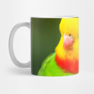 Superb Parrot Mug
